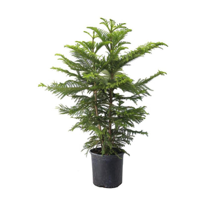 American Plant Exchange Norfolk Island Pine Tree, 10-Inch Pot, Soft Touch, Evergreen Houseplant, Live Indoor & Outdoor Plant, Holiday Tree for Festive Home Decor