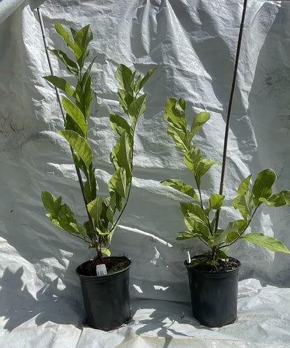 Live Plant - Magnolia Hybrid Tree-18-28 Inches TallHardy in Zones 4-9