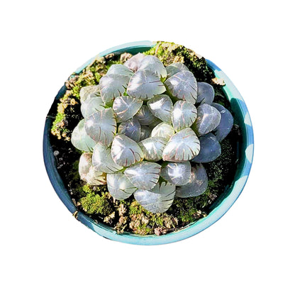 Rare Haworthia Cooperi OB1 - Succulent Plants - Unique Varieties | Live Indoor Plants | Low-Maintenance | Great for Collectors, Home, Office, and Gifts