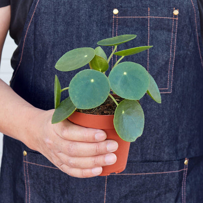 Pilea Peperomioides 'Chinese Money' | Live Plant for Indoor & Outdoor | for Living Room, Office, Bathroom | (4" Pot)
