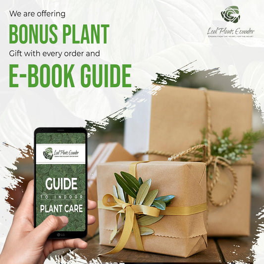 LEAL PLANTS ECUADOR Monstera Obliqua Perú | Monstera Adansonii Swiss Cheese Plant | Live Plants Indoor | Monstera Indoor Houseplant | Easy to Grow | Air Purifying Indoor Plant