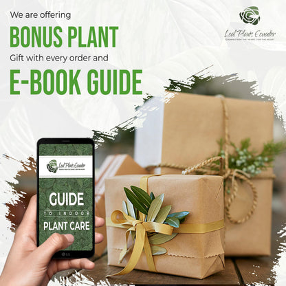 LEAL PLANTS ECUADOR Alocasia Variegated Mickey Mouse (Pack of 2) | Elephant Ear Plant | Heartshape Plant