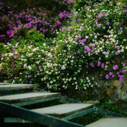 3 Purple Trailing Lantanas, Live Plants – Continuous Blooms, Thriving in 2.5” Nursery Cubes