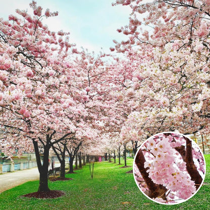 Cherry Blossoms Tree Live Plant, Flowering Cherry Blossom Perennial Bloom, 9 Months Old Trees, 6-12" in Tall