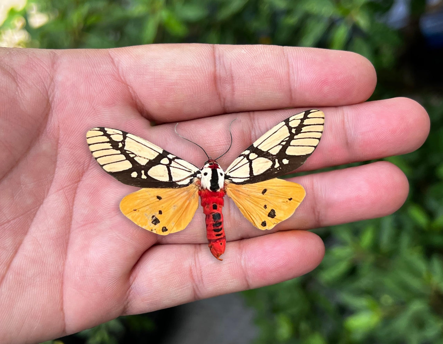Real Tiger Moth Butterfly Insect Entomology Gifts Shadow Box Taxidermy Specimen Display Oddity Curiosities Tabletop Wall Art Hanging Home Decor Living Room K12-14-TR