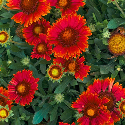 Clovers Garden Blanket Flower Arizona Red Shades (Gaillardia) Plants – Two (2) Live Plants – Non-GMO - Not Seeds - Each 4" to 8" Tall – in 4" Inch Pots – Hardy Flowering Perennial