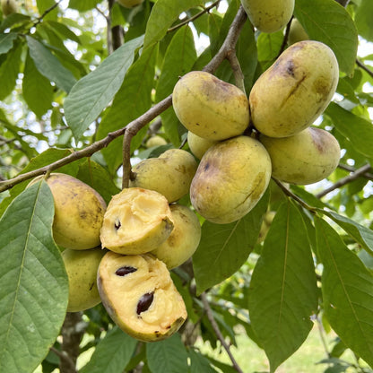 1 Year Old Pawpaw Tree Plant Live, Sweet Custard-Like Paw Paw Plant, 6-12'' Tall, Ready to Grow Outdoor Garden