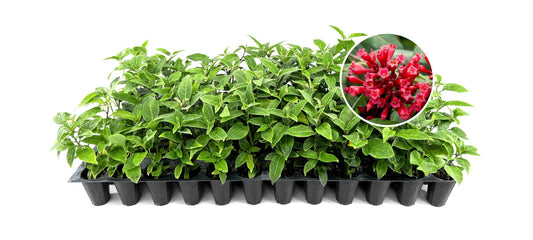 Cestrum Red Plants | 3 Live Seedlings | Cestrum newellii | Red Tubular Blooms | Hummingbird Magnet Shrub for Tropical Garden Designs