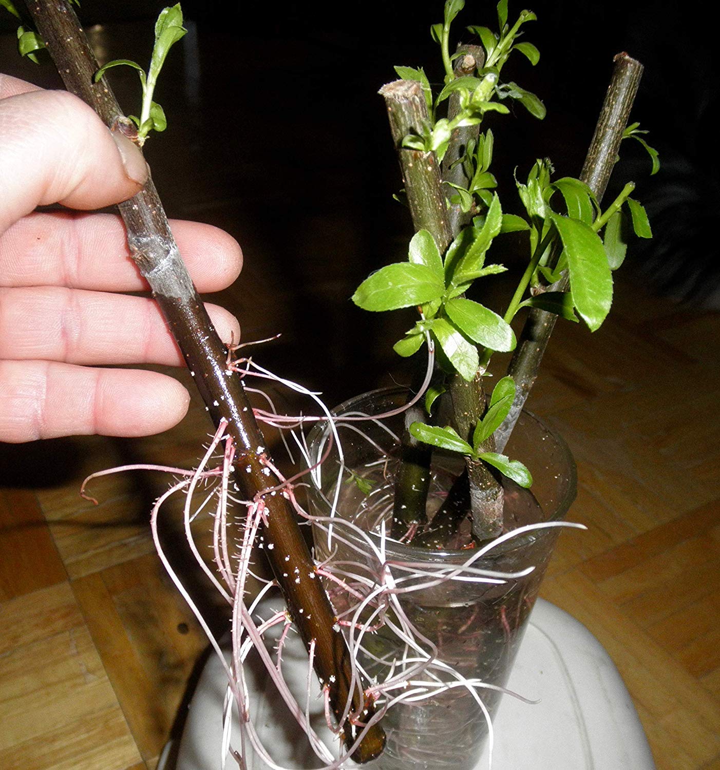 50 Thin Hybrid Willow Tree Cuttings | 1/4 inch or Smaller. 50 Thin Cuttings, Twigs