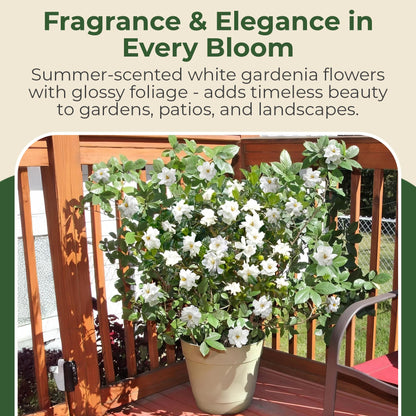 Buttons Gardenia Shrub - Live Fragrant Shrub with White Double Blooms in 2.25 gal Pot - Grows Up to 2' Tall - Ideal for Gardens, Patios & Indoor Use (1 Pack)