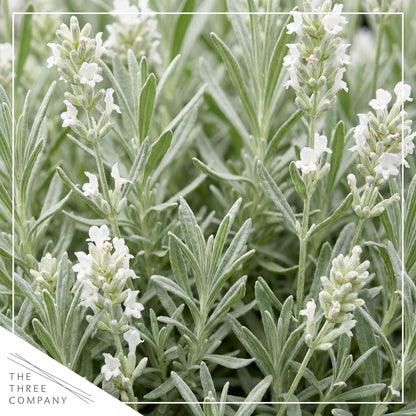 Live Lavender 2-Pack – White – Fragrant Sun Perennial Herb, Pollinator Friendly, 10” Tall, 1 Qt Pot