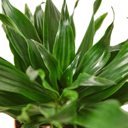 Dracaena Janet Craig | Live Plant for Indoor & Outdoor | for Living Room, Office, Bathroom | (3" Pot)
