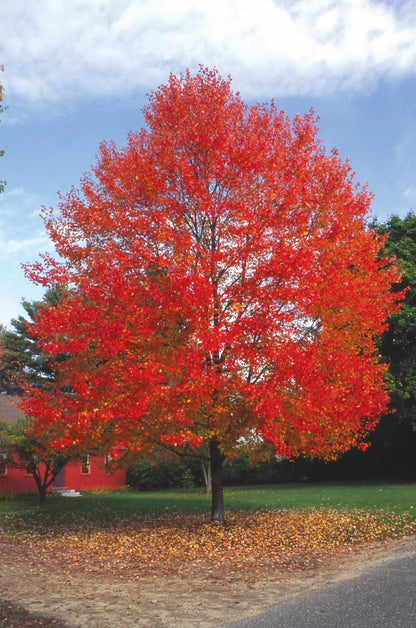 Red Maple Tree, 1 Gallon Live Nursery Pot, Fast Growing Shade Tree with Fall Color | Arbor Day Foundation (Due to Agricultural Laws, Unavailable to CA or AZ)