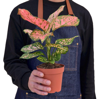 5 Pack Chinese Evergreen 'Lady Valentine' in 2in Pot - Live Plants Tropical Houseplants | Variegated | USA Growers | The Snobby Leaf