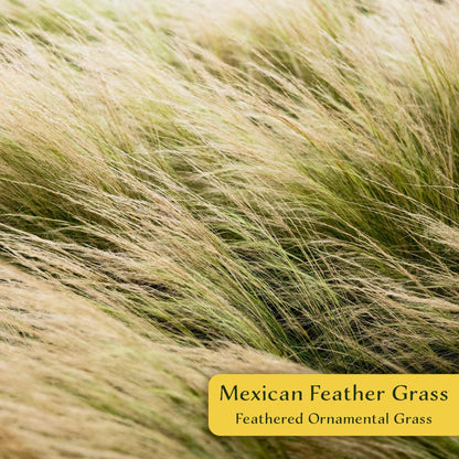 3 Mexican Feather Grass – Fine Textured Ornamental Grass with Silky Plumes for Borders & Mass Plantings (Nassella tenuissima) in 2.5” Cubes, Live Plants