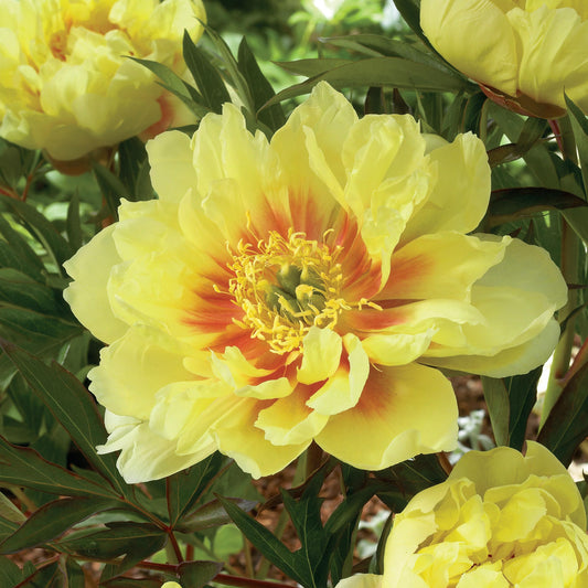 Garden State Bulb Bartzella Itoh Peony Flower Bulbs, Yellow, Spring Planting (Bag of 1)