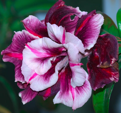 100 Desert Rose Seeds for Planting Mixed Color Ready to Grow Adenium Obesum Seed Exotic Succulent Colorful Bonsai Plant Tropical Rose Flower Planting Non-GMO Heirloom (100, Seeds)