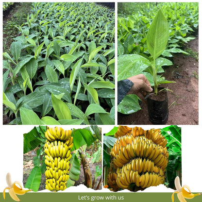 Grand Nain Banana Tree Live Plant, Well Rooted 4-8" Tall, Cold Hardy Tropical Banana Plant Live Well Rooted, Live Banana Fruit
