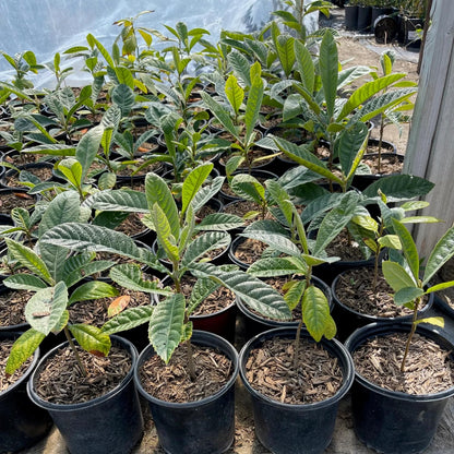 Loquat Tree Live Plant, Golden Loquat Plant Live, Cold Hardy Fruit Tropical Plant, Home Orchard Planting, 4 Inches Pot