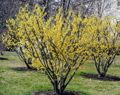 Live Plant - 2 Witch Hazel Shrubs - 8-12" Tall - Live Plants - 4" Pots - Hamamelis virginiana