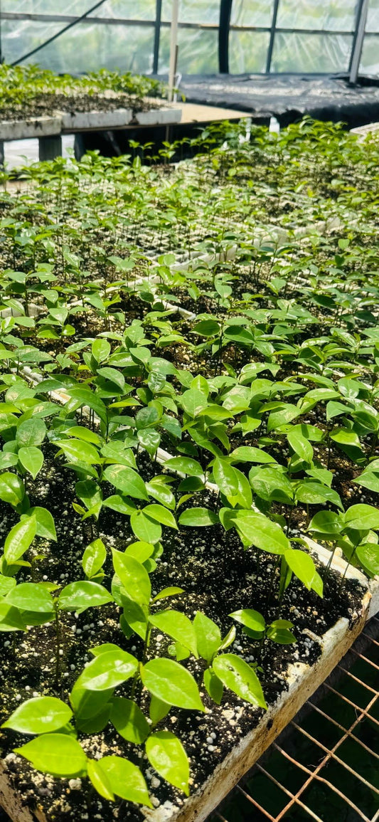 2 Live Soursop Guanabana Trees Live Plants, Starter Tropical Fruit Annona Muricata Sweet Soursop for Outdoor Planting, 4-7 Inches in Tall