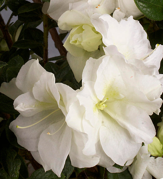 Encore Azalea Autumn Moonlight (3 Gallon) White Flowering Shrub - Full Sun Live Perennial - Evergreen Ivory White Shrub