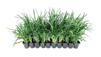 Super Blue | 3 Live Plants | Liriope Muscari | Ground Cover Plant, Ornamental Grass, Drought Tolerant, Low Maintenance, Evergreen Foliage, Purple Flower Spikes, Shade Garden Favorite, Easy to Grow