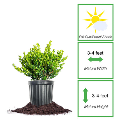 Perfect Plants Winter Gem Boxwood 1 Gallon | Live Shrub for Landscaping, Topiary, Hedges | Evergreen & Low Maintenance