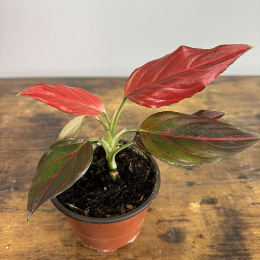 Red Vein Aglaonema - 1 Live Plant in a 4 Inch Pot - Aglaonema Commutatum - Extremely Rare Indoor Houseplant