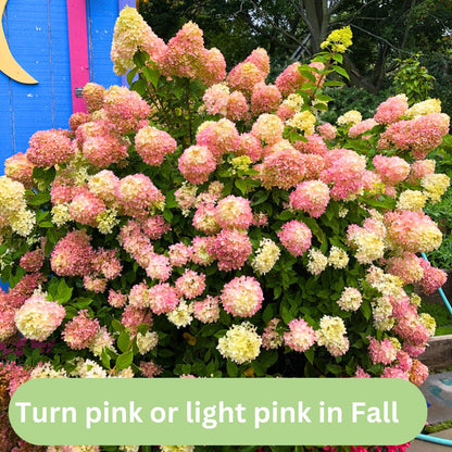 Hydrangea Tree Plants Live in Pot, 5-11" in Tall, Change Color Perennial Planting Indoor Outdoor, Long Lasting Blooms Flower (White and Pink)