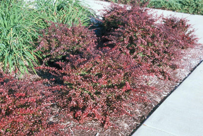 Live Plant - Crimson Pygmy Dwarf Barberry