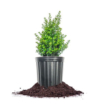 Perfect Plants Steeds Holly Bush 1 Gallon | Tall Evergreen Shrub in Growers Pot for Privacy Shield or Landscape Interest.