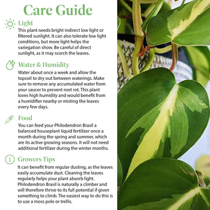 American Plant Exchange Live Philodendron 'Brasil' – 6-Inch Pot – Easy Care Trailing Houseplant with Variegated Green and Yellow Leaves for Hanging Baskets, Shelves, Desks & Indoor Décor