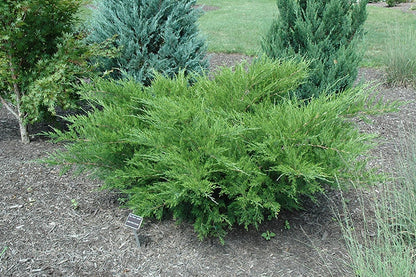 Seagreen Juniper | 3 Extra Large Trade 3 Gallon Plants | Elegant & Hardy Evergreen Shrub, Perfect for Ground Cover, Landscaping, Topiary & Bonsai, Vibrant Foliage for Garden & Outdoor Spaces