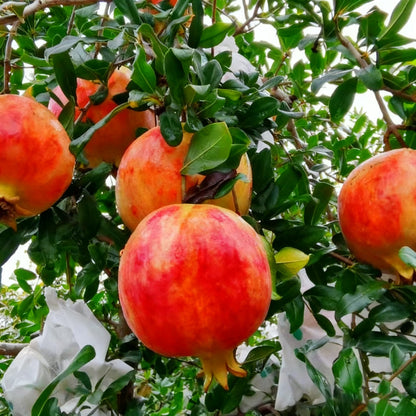 30 Pomegranate Seeds for Planting, Sweet Fresh Punica Fruit Seed, Non-GMO Heirloom Pomegranate Seed for Home Garden