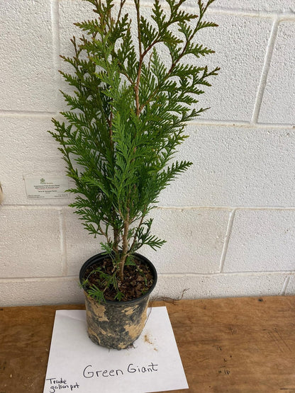 Live Plant - Thuja Green Giant Arborvitae Tree - Live Plant - 24-36" Tall - Trade Gallon Pot