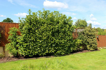 Live Plant - Bay Leaf Tree - 6-10" Tall Live Plant, 3" Pot - Sweet Bay Laurel, Laurus nobilis
