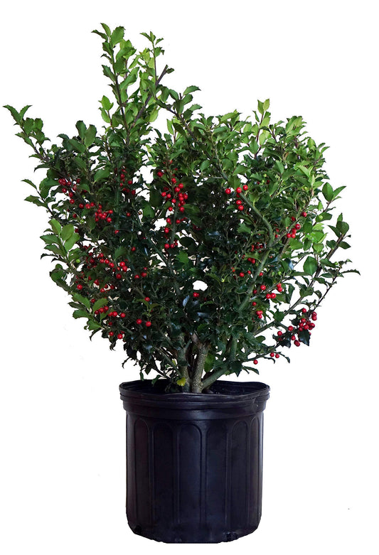 Ilex X meserveae 'Berryific' (Holly) Evergreen, Male & female in same pot, #3 - Size Container