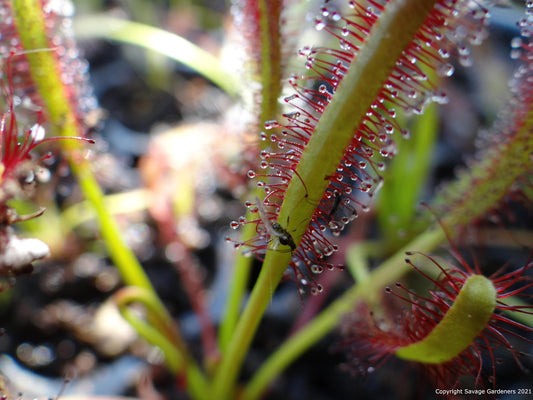 Large Carnivorous Cape Sundew (Drosera capensis Typical) Plant, Beginner Friendly Large Live Flowering Size