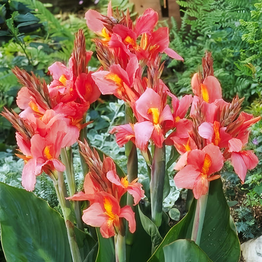 City of Portland - Tall Canna Flower Bulbs - 3 Bulbs per Pack - Attracts Butterflies and Hummingbirds - Deer Resistant - Grows Well in Containers - Easy to Grow Live Plants - Outdoor Garden