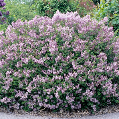 2 Kim Lilac Bushes Trees Live Plants 8-12 Inches Tall, Well Rooted in Quart Pot, Fragrant Spring Flowering Outdoor Plant (Light Pink Lilac Shrub)