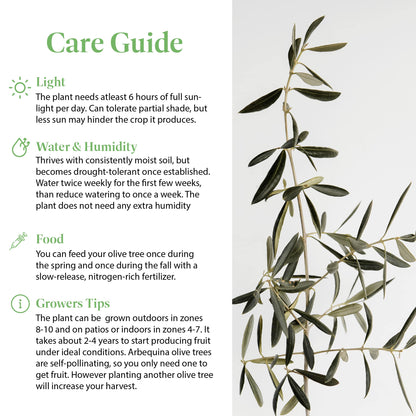 American Plant Exchange Arbequina Olive Tree – Live 5-Inch Pot, Fruit Bearing Tree, Cold Hardy Edible Variety for Containers, Patios, and Mediterranean-Inspired Gardens