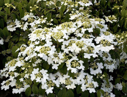 Live Plant - 2 Alleghany Viburnum Shrubs/Bushes - Live Potted Plants - 6-12" Tall - 3" Pots