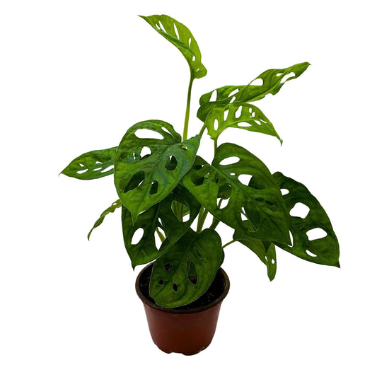 BubbleBlooms Monstera Adansonii Swiss Cheese Plant, Live in a 4 inch Pot by BubbleBlooms