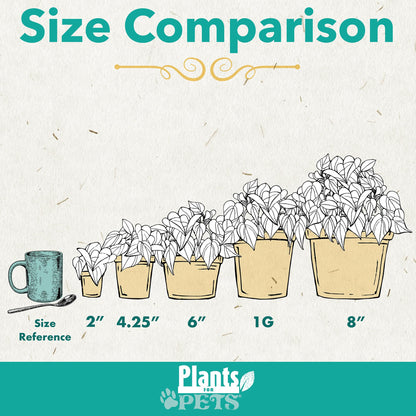 Peace Lily Plant, Houseplant Decor in 6" White Pot, Easy Flowering Gift, Peace Lilies, Indoor Plants, Spathiphyllum Gifts, Office Plants, Decorative Plants & Houseplants by Plants for Pets