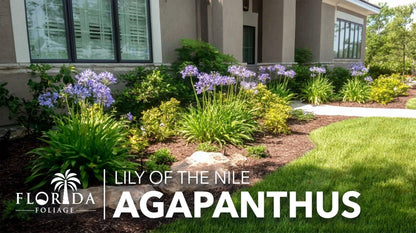 Agapanthus Africanus Blue Lily of the Nile | 3 Live Plants | Drought Tolerant, Long Blooming, Perennial Flower, Ornamental Garden, Pollinator Friendly, Easy Care, Evergreen Foliage