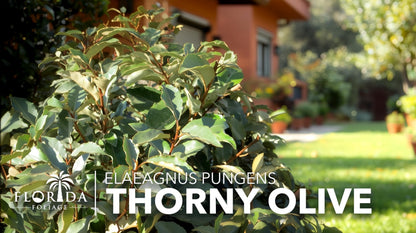 Elaeagnus Pungens I 3 Live Plants I Thorny Olive I Hardy Evergreen Shrub with Fragrant Blooms, Perfect for Hedges, Screening & Ornamental Garden Display