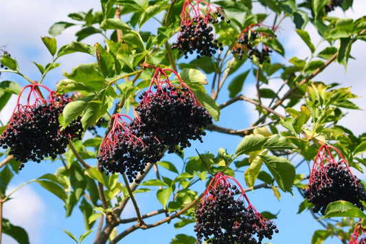 One Live Rooted Plant of Cold Hardy Elderberry Sambucus nigra