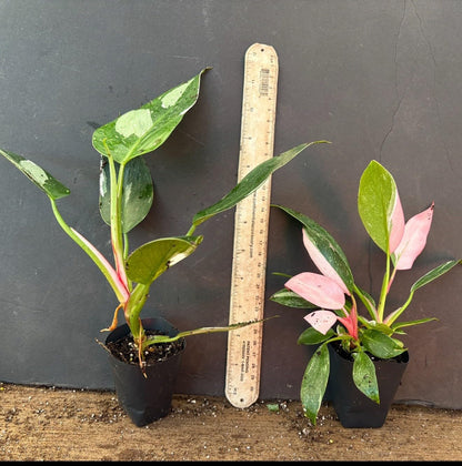 Live Plant - White Princess Pink Tricolor Half Moon Philodendron-Small Rooted Starter Plant