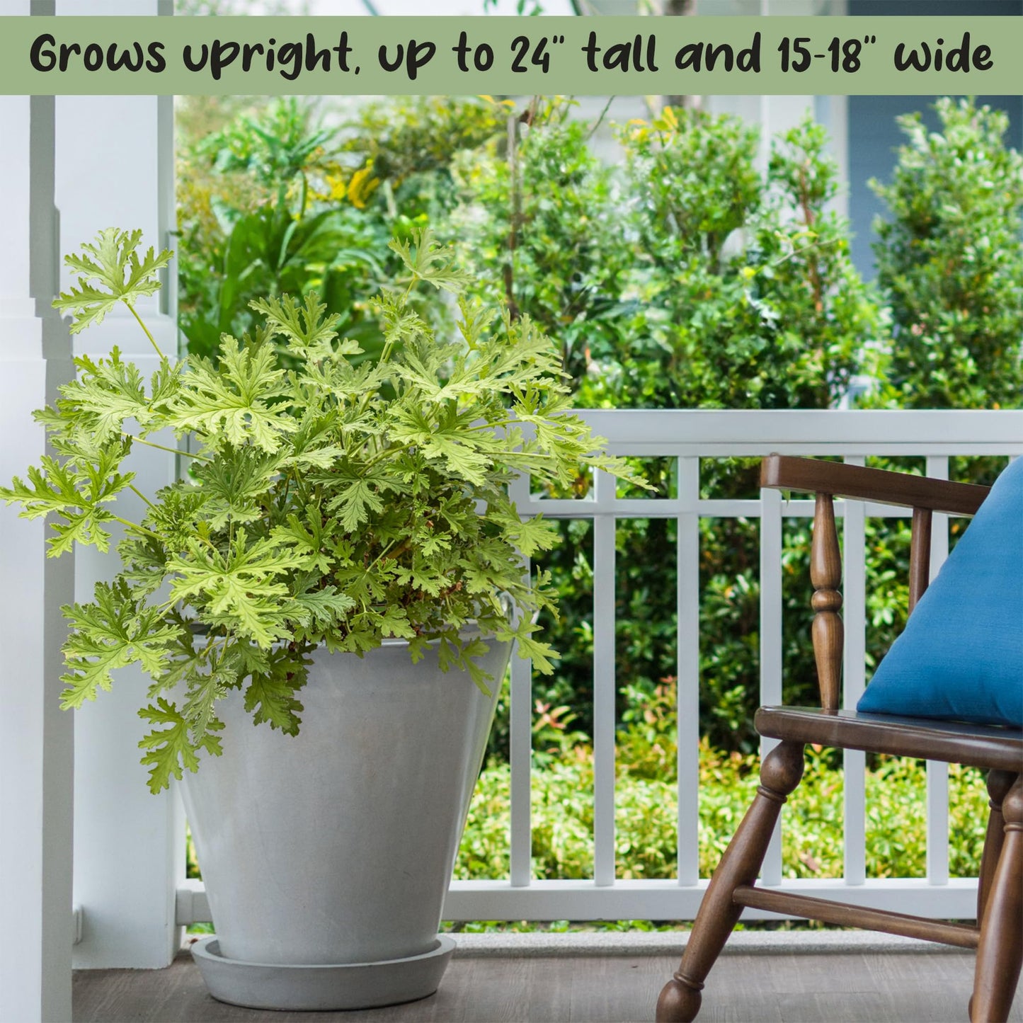 Live Citronella Geranium Plants (6-Pack); Pelargonium Citronella Scented Potted Plants